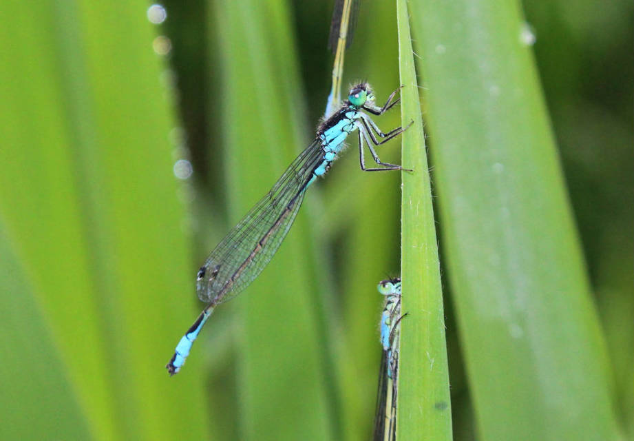 Ischnura elegans pontica - kéköves légivadász