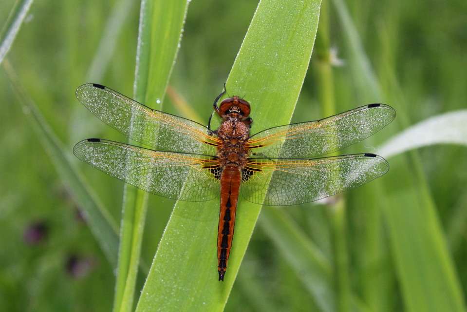Libellula fulva - kisfoltos laposacsa
