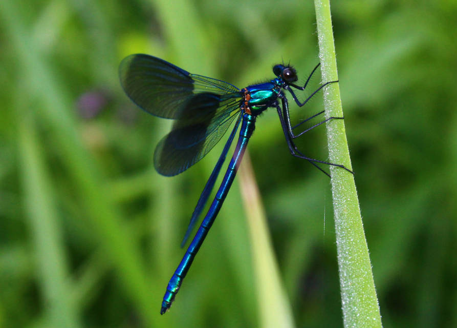 Calopteryx splendens - sávos szitakötő