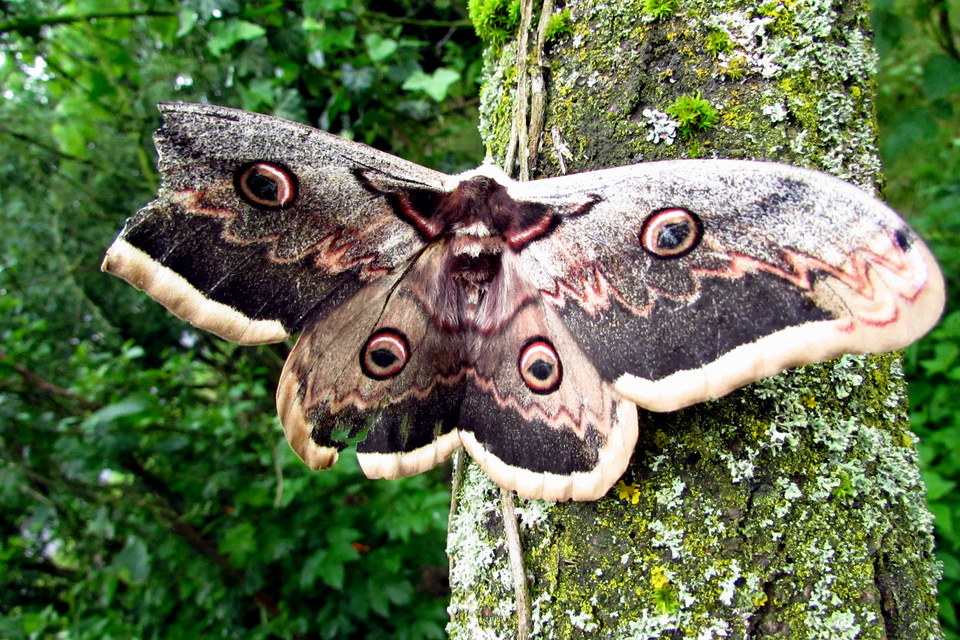 Saturnia pyri - nagy pávaszem