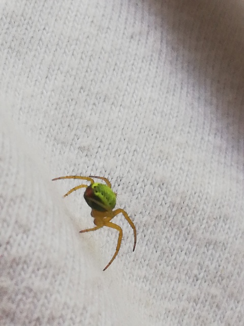 Araniella