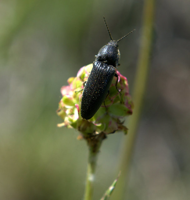 Melanotus punctolineatus - sávos gyászpattanó