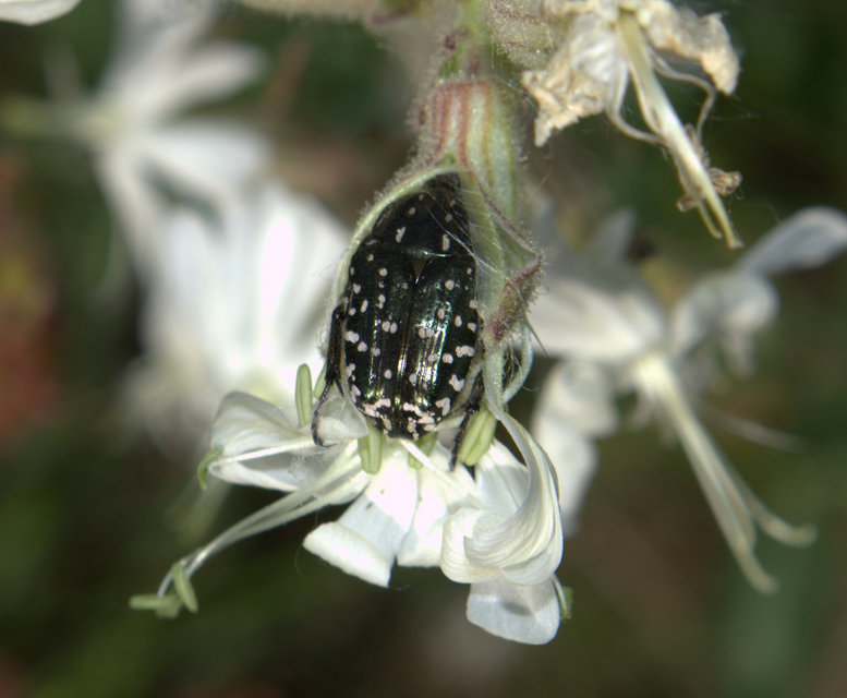 Oxythyrea funesta - sokpettyes virágbogár