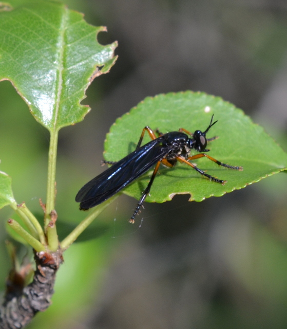 Dioctria oelandica - piroslábú héjalégy