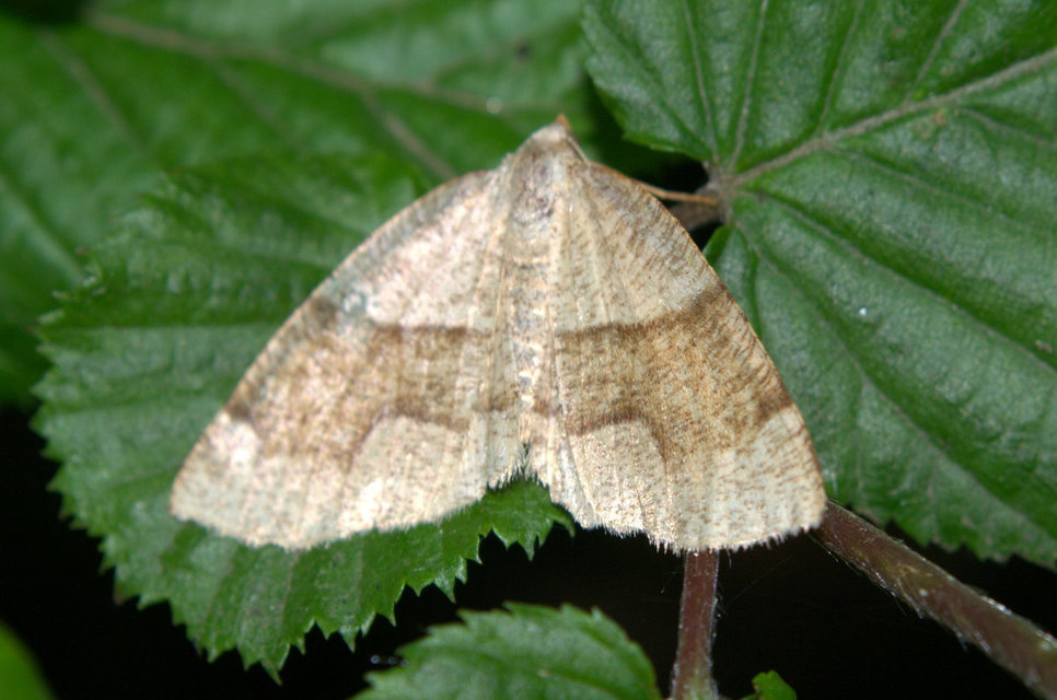 Plagodis pulveraria - szemcsés araszoló