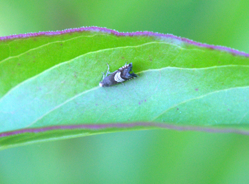 Grapholita compositella - lucernahüvelymoly