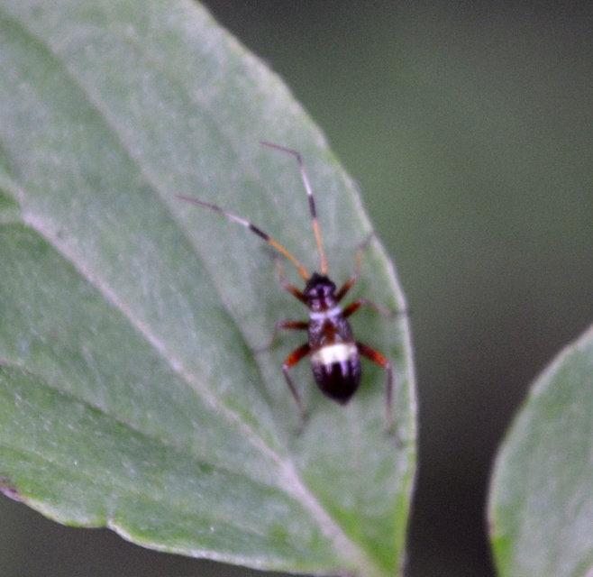 Closterotomus