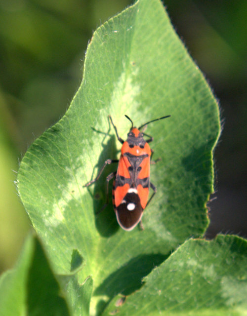 Lygaeus