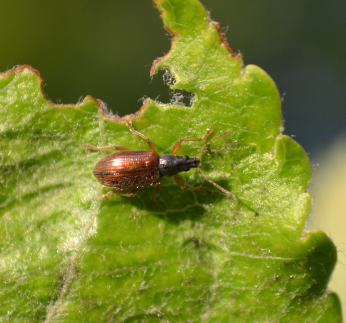 Phyllobius oblongus - közönséges levélormányos