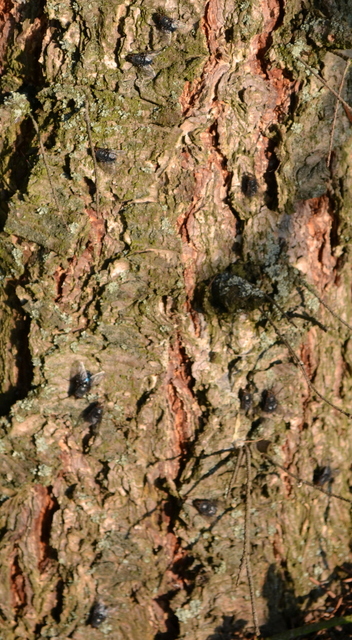 Calliphora