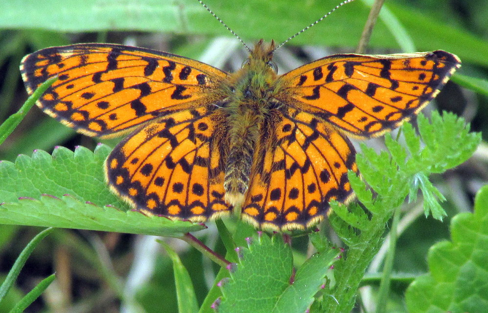 Boloria selene - fakó gyöngyházlepke