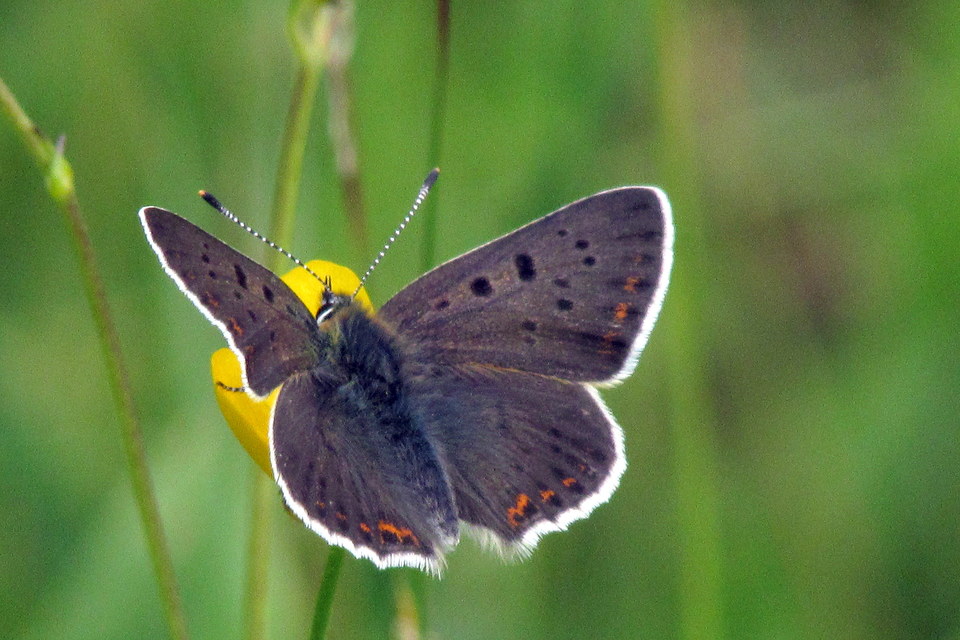 Lycaena tityrus - barna tűzlepke