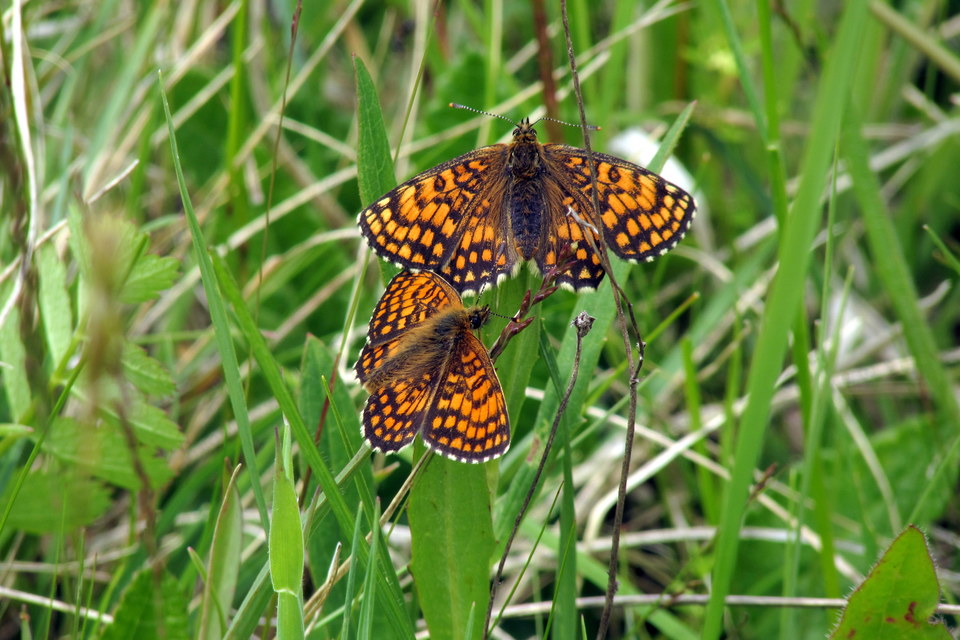 Melitaea athalia - közönséges tarkalepke