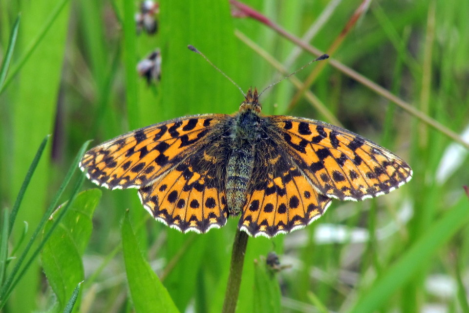 Boloria dia - kis gyöngyházlepke