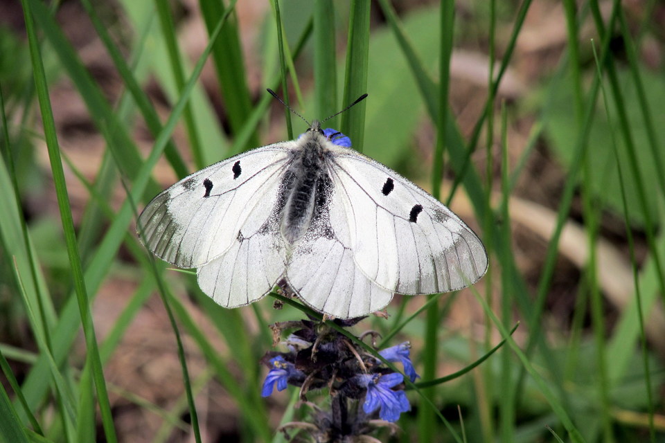 Parnassius mnemosyne - kis apollólepke