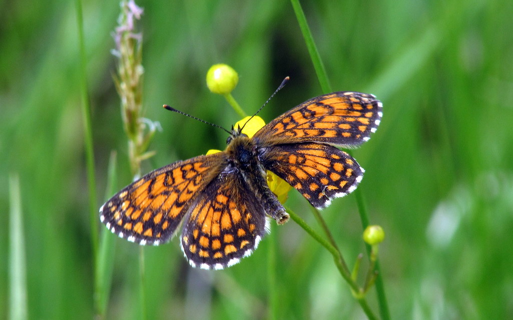 Melitaea athalia - közönséges tarkalepke