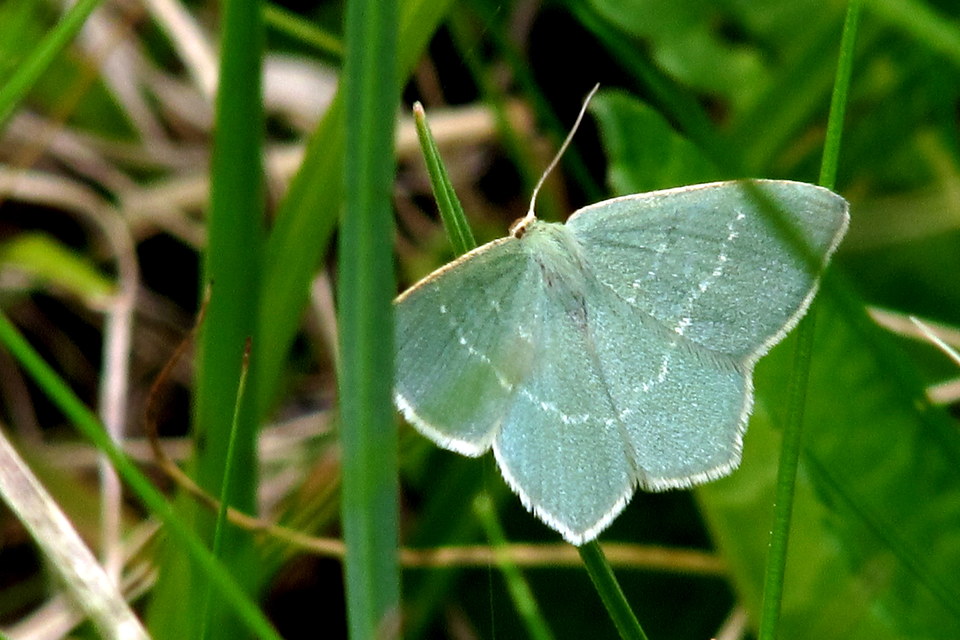 Chlorissa viridata - üdezöld araszoló