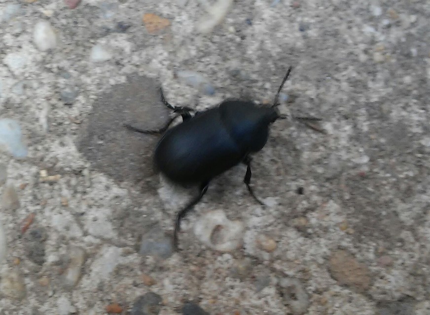 Ablattaria laevigata - sima csigarabló