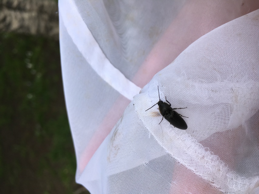 Melanotus punctolineatus - sávos gyászpattanó