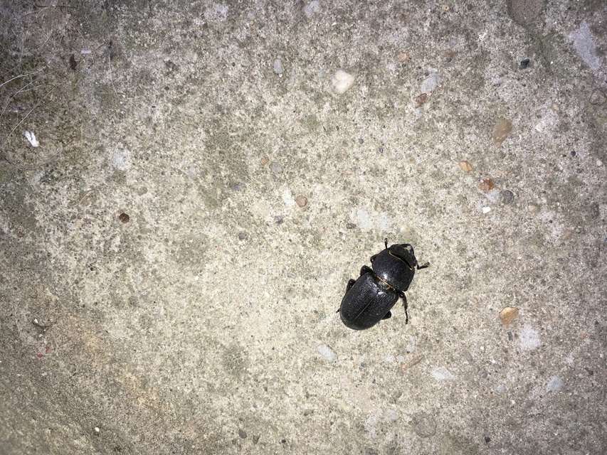 Dorcus parallelipipedus - kis szarvasbogár