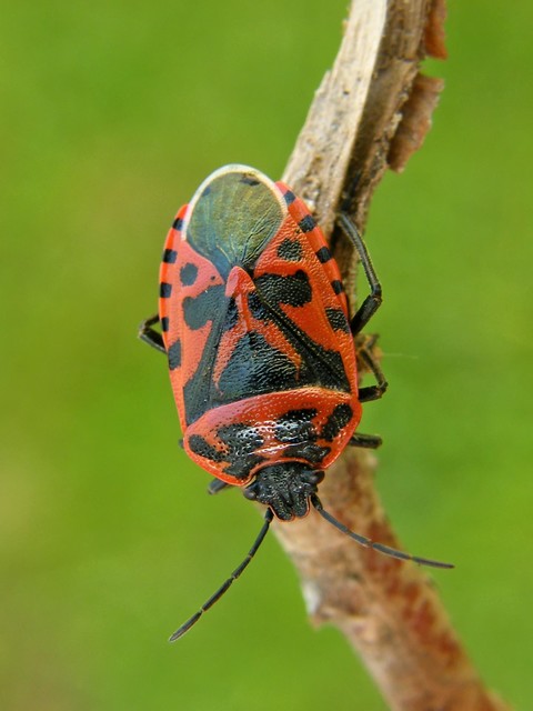 Eurydema ventralis - káposztapoloska Eurydema ventralis - káposztapoloska