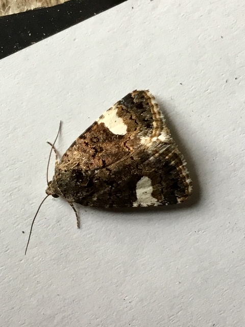 Tyta luctuosa - fekete nappalibagoly