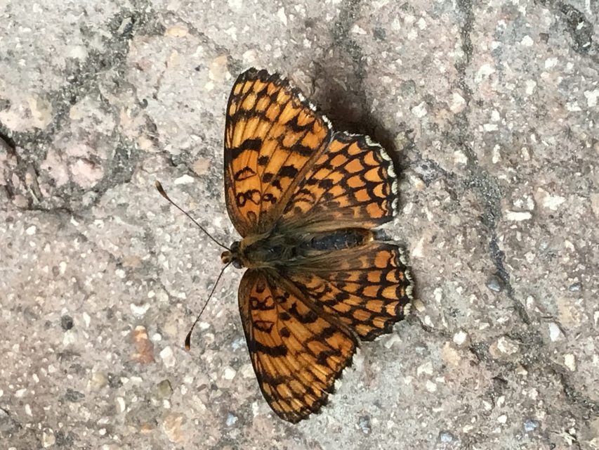 Melitaea phoebe - nagy tarkalepke