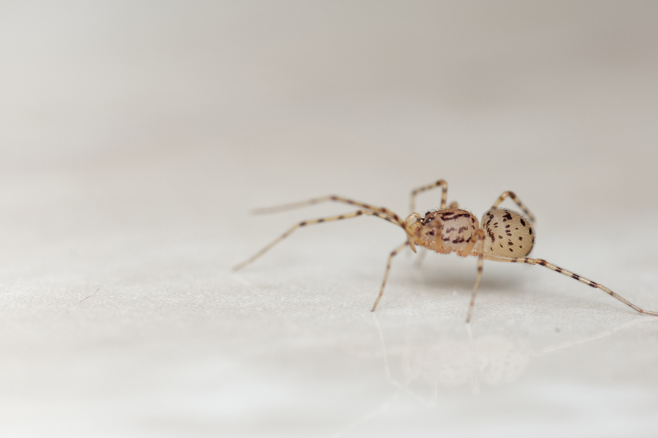 Scytodes thoracica - közönséges csupaszpók