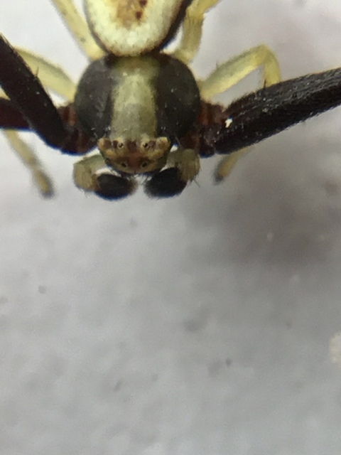 Misumena vatia - viráglakó karolópók