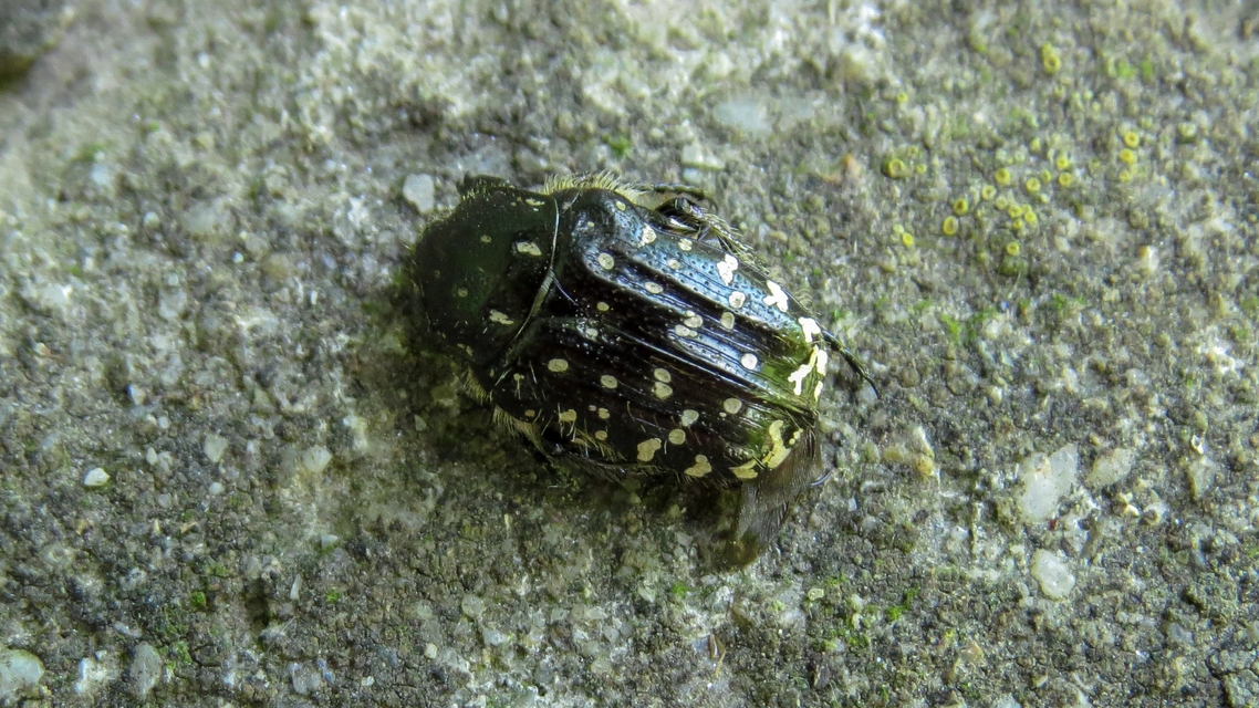 Oxythyrea funesta - sokpettyes virágbogár