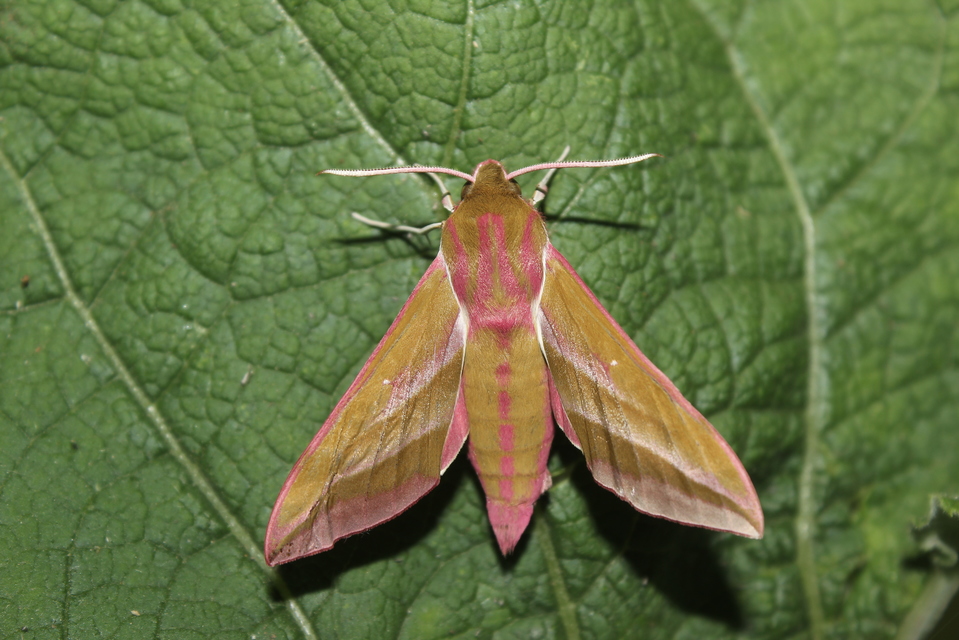 Deilephila elpenor - szőlőszender