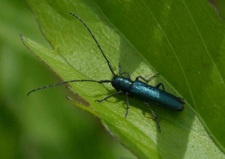 Agapanthia violacea - kék somkórócincér