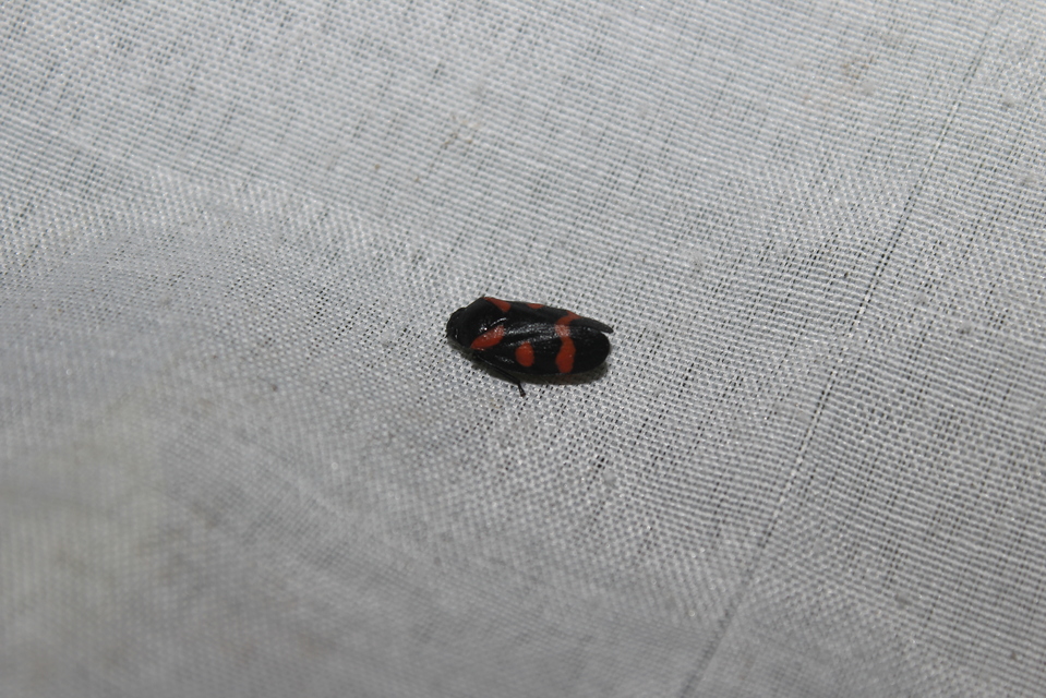 Cercopis sanguinolenta