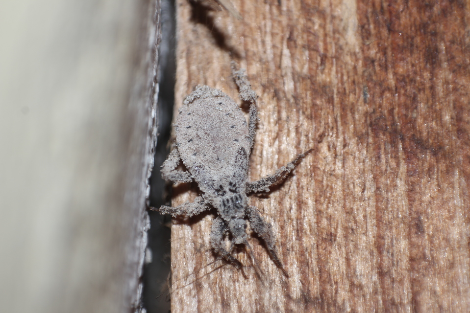 Reduvius personatus - szemetes zugpoloska