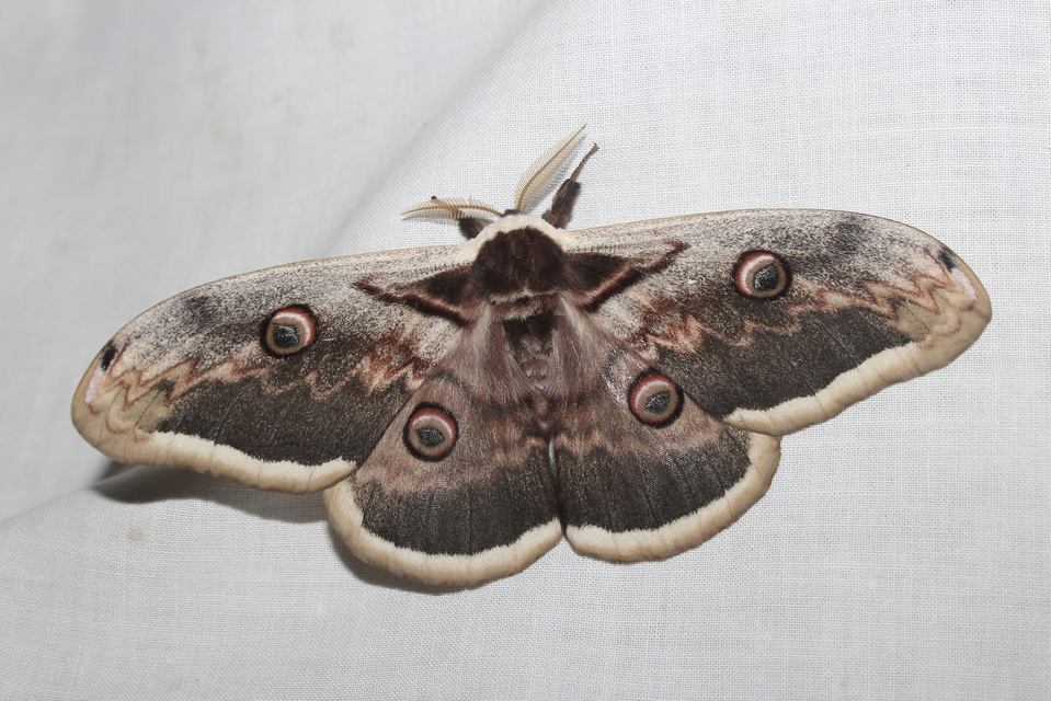Saturnia pyri - nagy pávaszem