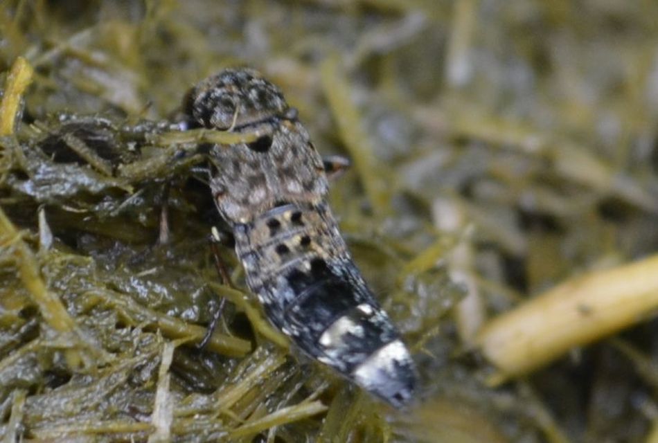 Ontholestes haroldi - sárgatérdű holyva