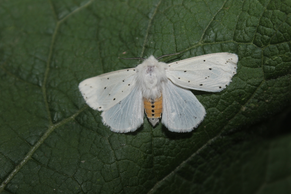 Spilosoma lubricipedum - tejszínű medvelepke