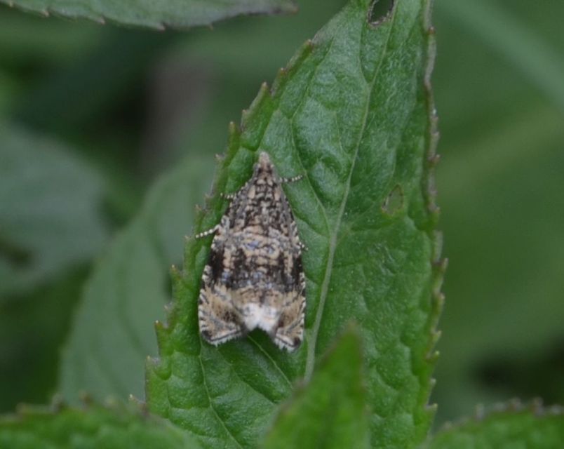 Celypha lacunana - vízparti tükrösmoly