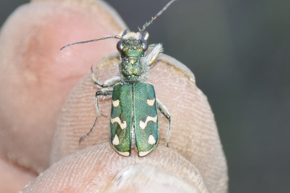 Cicindela soluta pannonica - pannon homokfutrinka