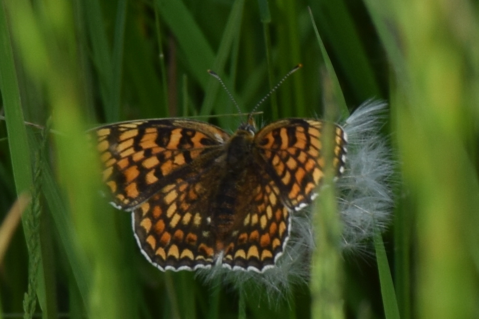 Melitaea phoebe - nagy tarkalepke