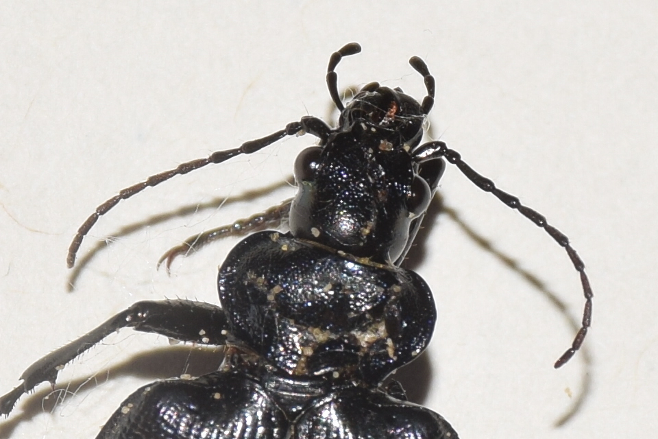 Calosoma inquisitor - kis bábrabló
