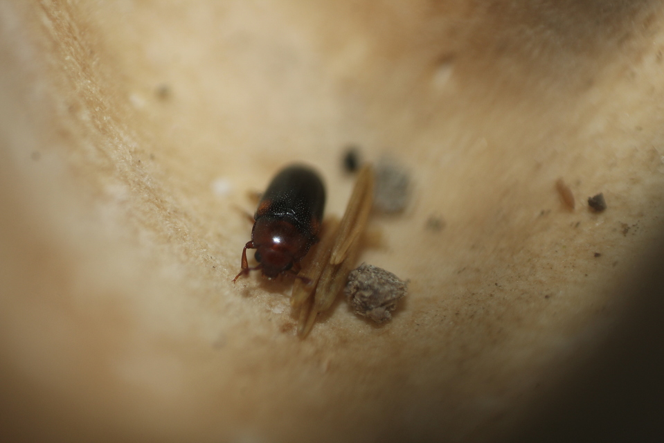 Dacne bipustulata - vállfoltos tarbogár
