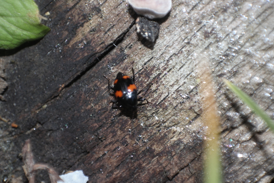 Scaphidium quadrimaculatum - négyfoltos sajkabogár