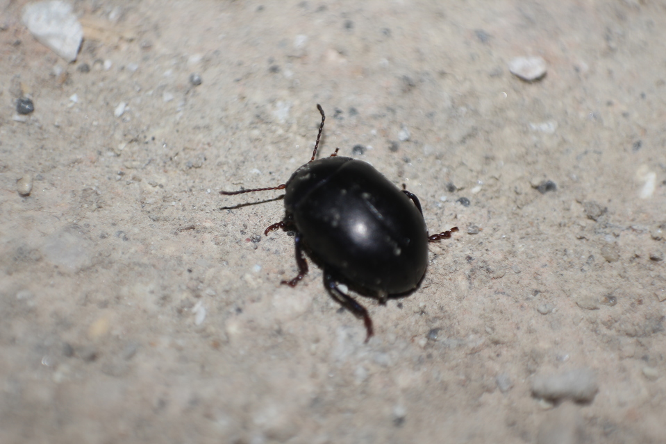 Chrysolina sturmi - vöröslábú levelész
