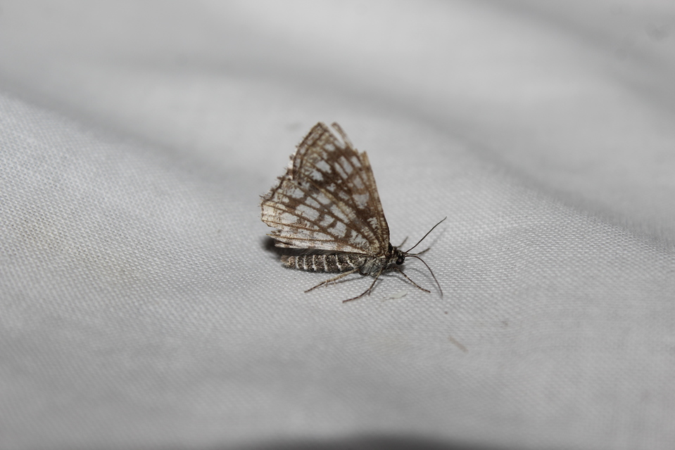 Chiasmia clathrata - rácsos rétiaraszoló