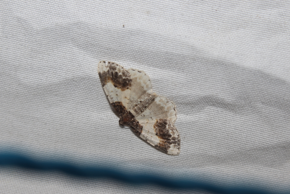 Ligdia adustata - barna levélaraszoló