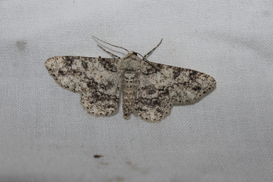 Ascotis selenaria - holdas faaraszoló