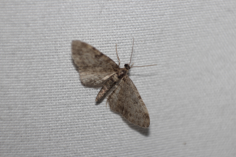 Eupithecia tantillaria - feketegyűrűs törpearaszoló