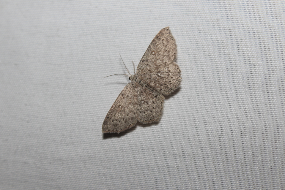 Cyclophora pendularia - fűzfa-pettyesaraszoló