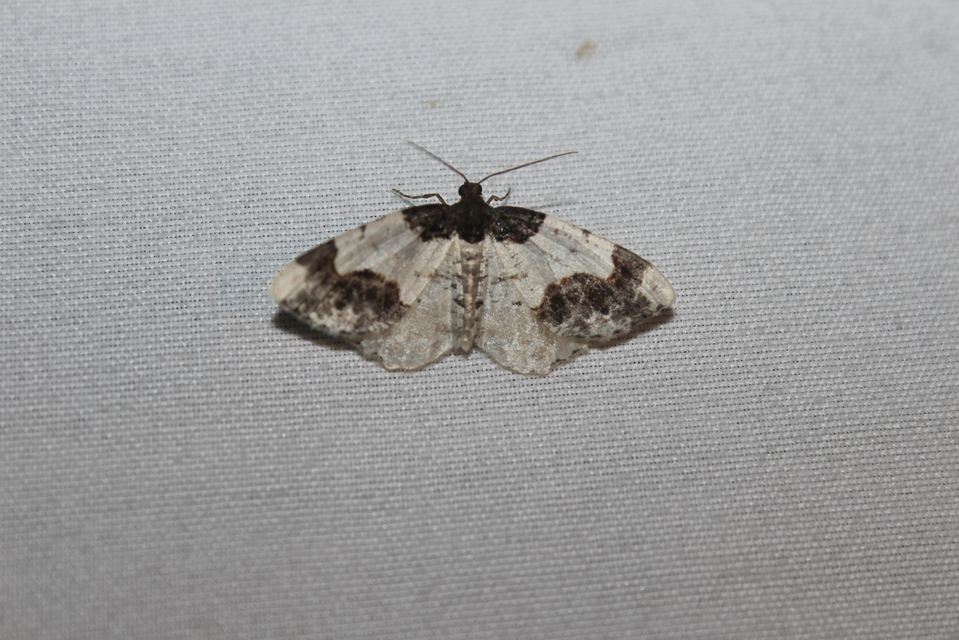 Ligdia adustata - barna levélaraszoló